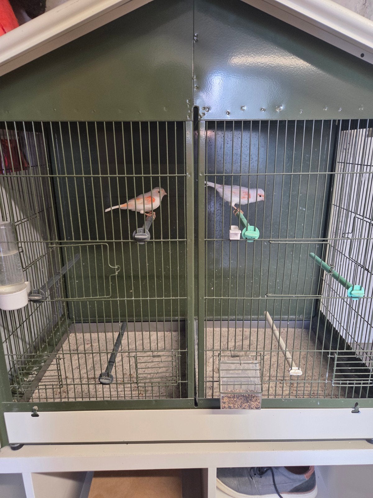 Rood mozaïek kanaries, Dieren en Toebehoren, Ophalen