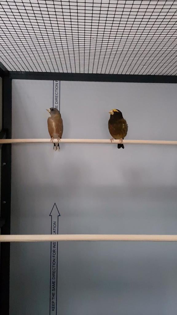 Man avondkernbijter. (Hesperiphona vespertina), Dieren en Toebehoren, Vogels | Overige Vogels, Mannelijk, Tropenvogel, Geringd