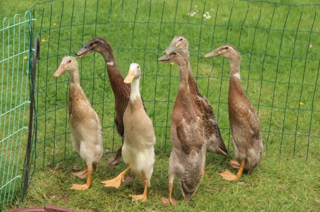 Canards courent indiens