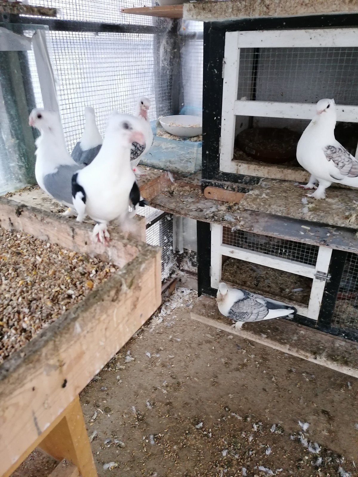 Duiven met stropdassen om te wijken, Dieren en Toebehoren