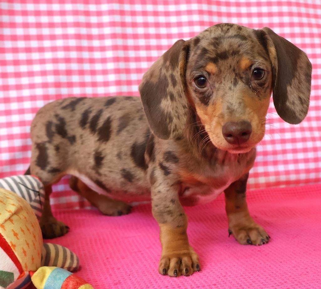 Des chiots teckels super mignons !, Animaux & Accessoires, Chiens | Teckels & Bassets, 15 semaines à 1 an, Étranger, Poils courts
