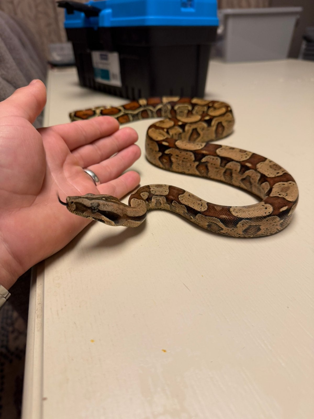 1.0 Boa Constrictor Imperator KEY WEST 66% het SHARP ALBINO Ball Python photo 2