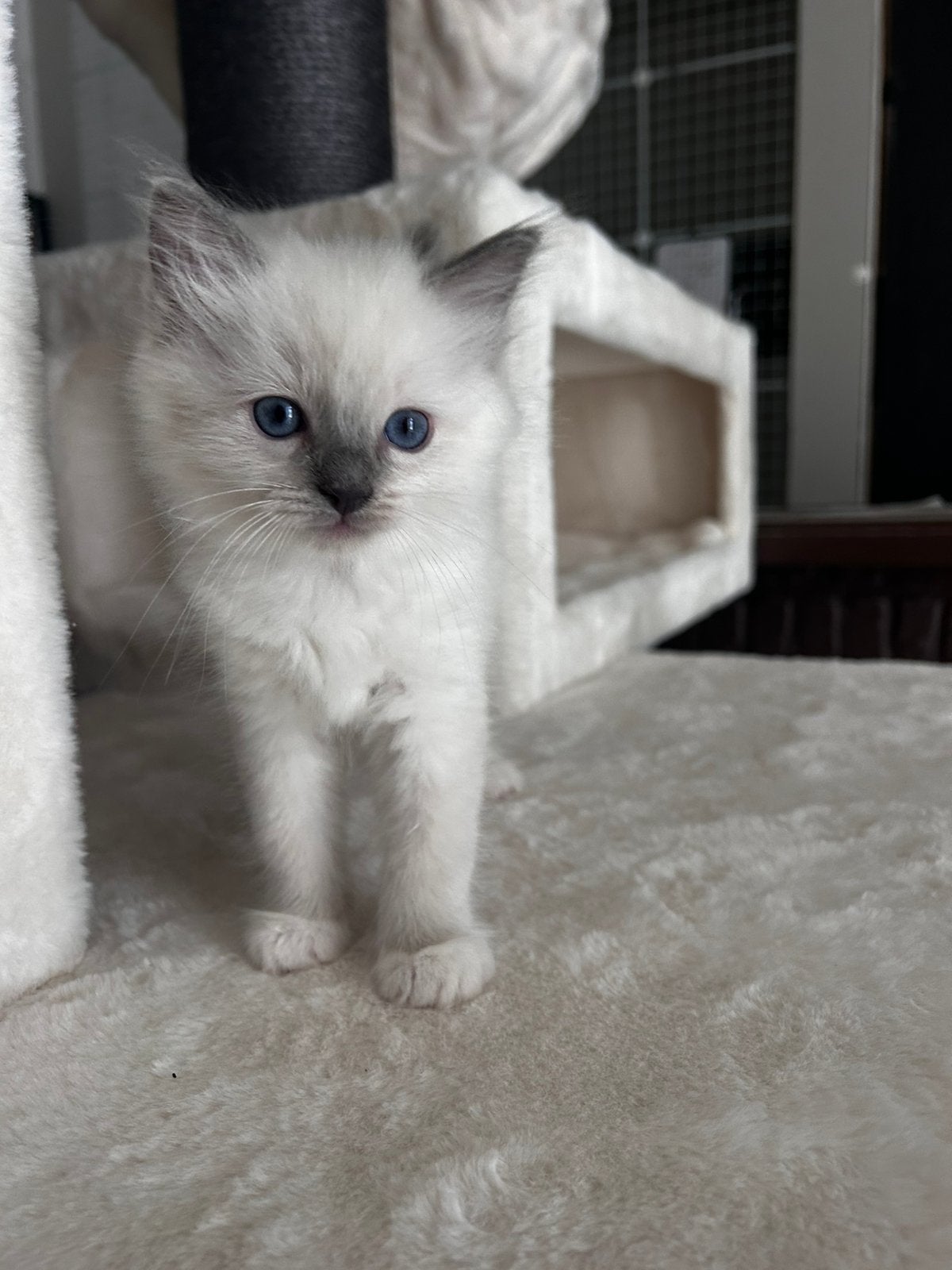 Ragdoll kittens, Animaux & Accessoires, Chats & Chatons | Chats de race | Poil long, Plusieurs animaux, Avec puce électronique