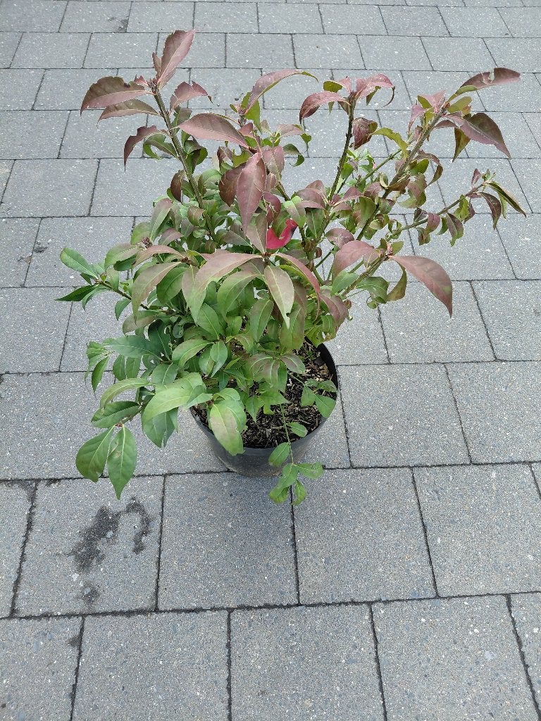 Euonymus Compactus, Ophalen