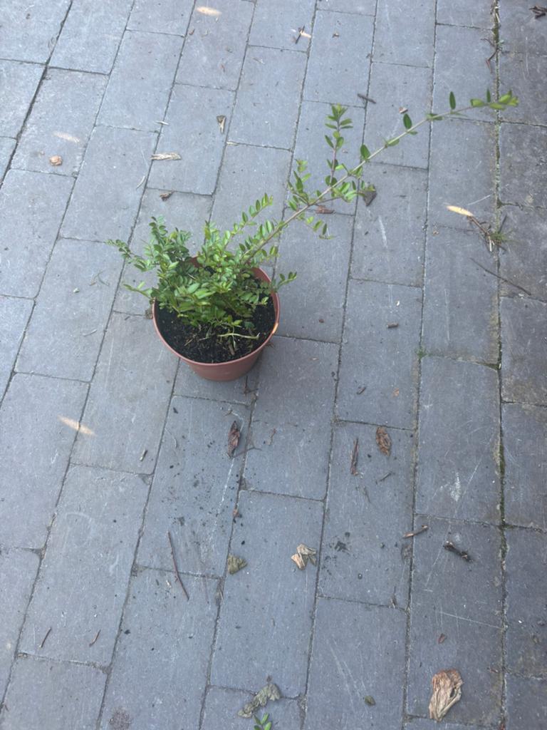 Lonicera nitida elegant, Tuin en Terras, Ophalen