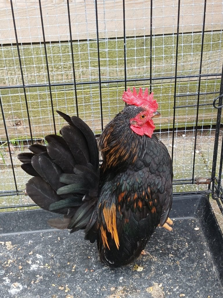 Kleine Serama haan, Dieren en Toebehoren, Mannelijk, Kip