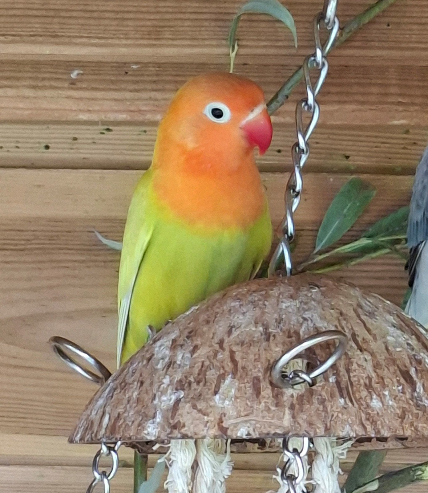 Agapornis fisherie, Dieren en Toebehoren, Mannelijk, Dwergpapegaai of Agapornis, Geringd