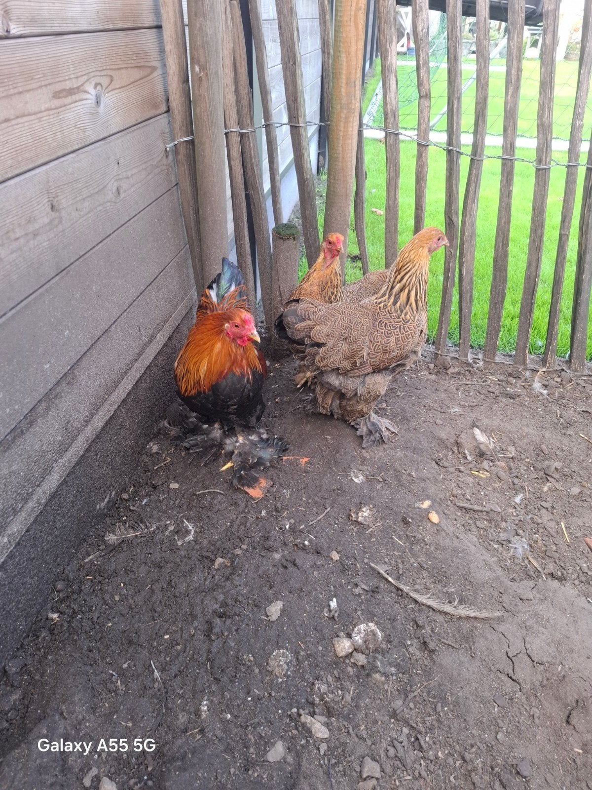 brama kriel, Dieren en Toebehoren, Meerdere dieren, Kip