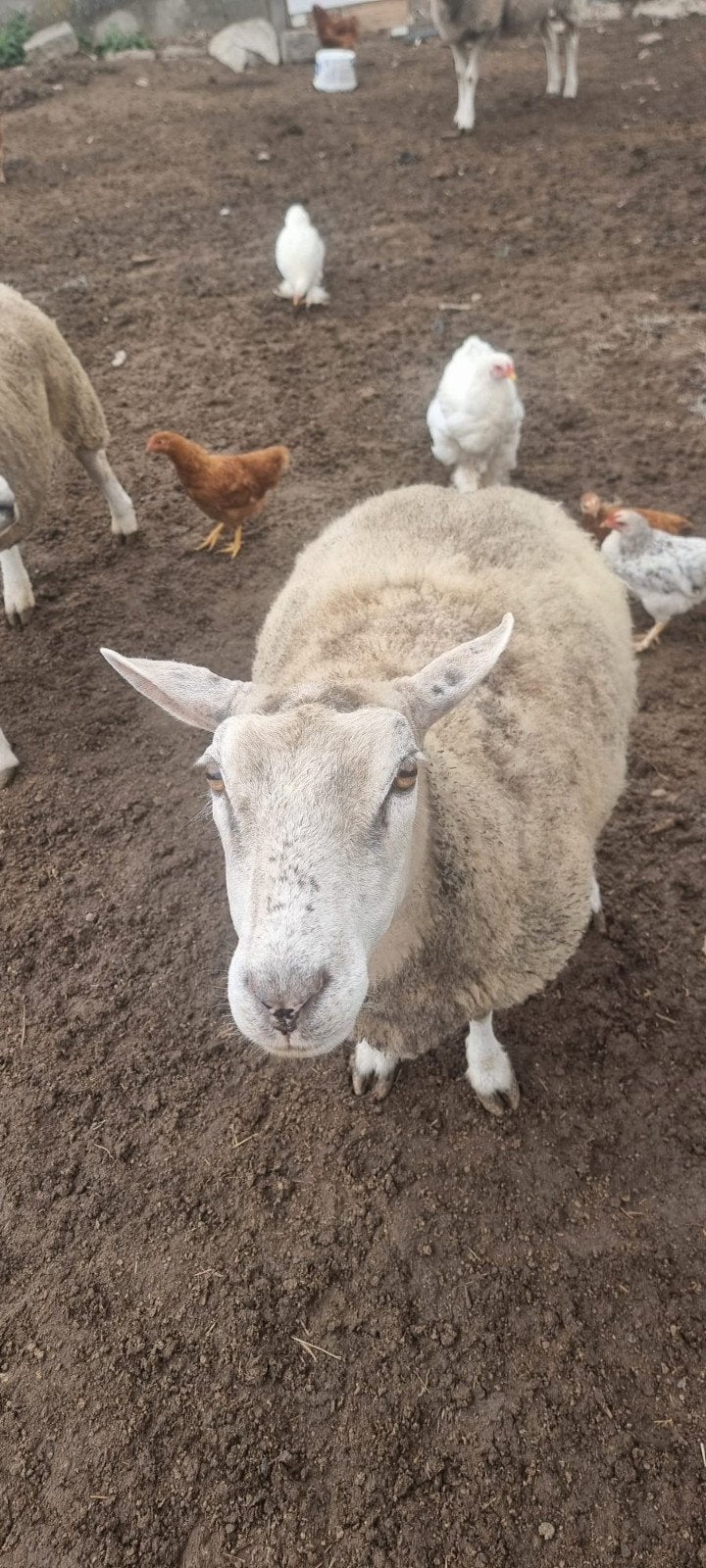 Texel Frankrijk vrouw, Dieren en Toebehoren, Vrouwelijk, Schaap