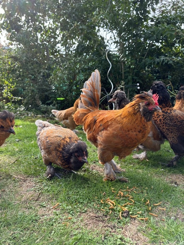 Prachtige unieke mixjes: Cochin x Padua krielkippen te koop, Dieren en Toebehoren