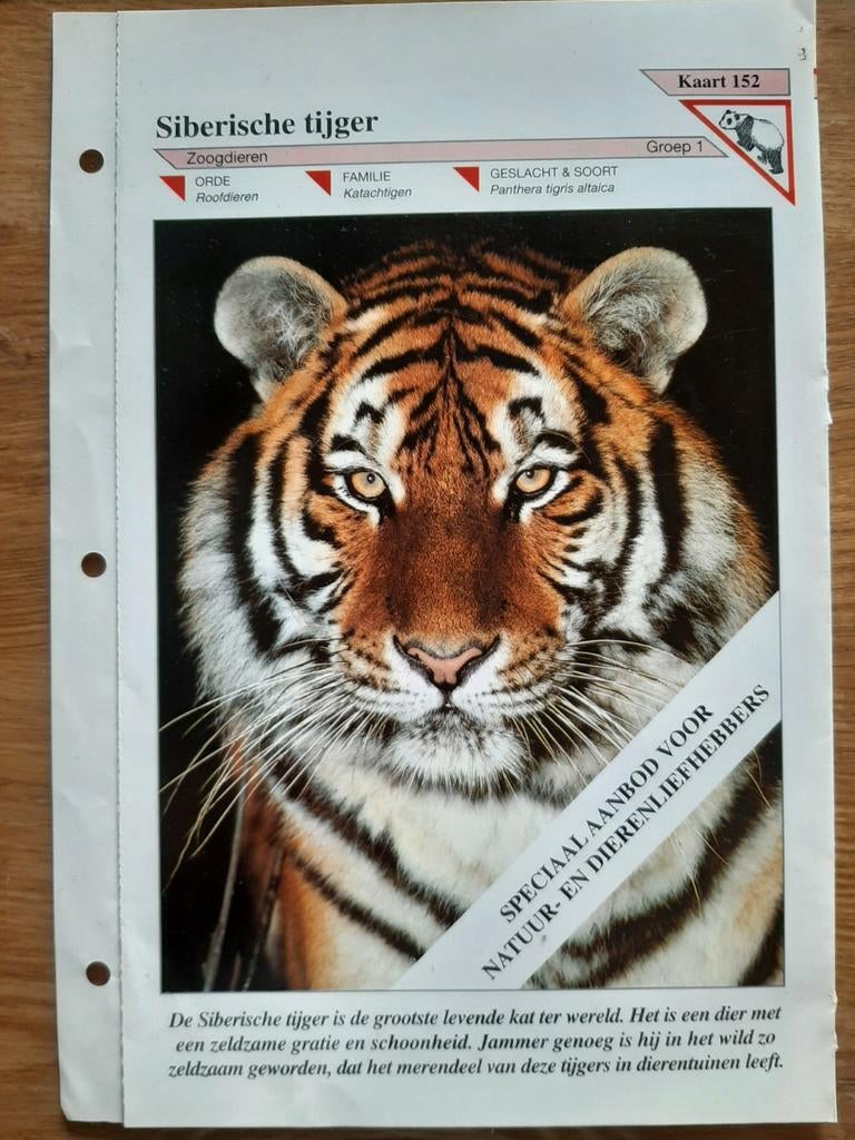 Vintage dierenkaart Siberische tijger educatief, Verzamelen, Ophalen of Verzenden