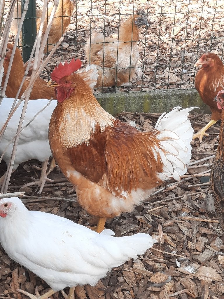 legkippen, Meerdere dieren, Kip