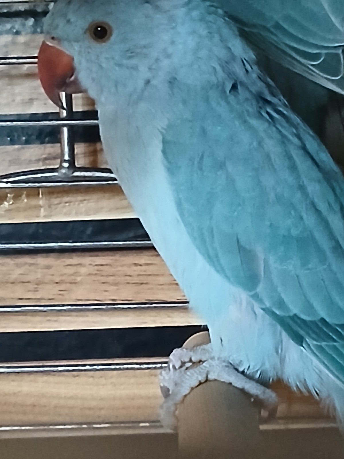 halsband parkiet pop geringd, Vrouwelijk, Parkiet, Geringd
