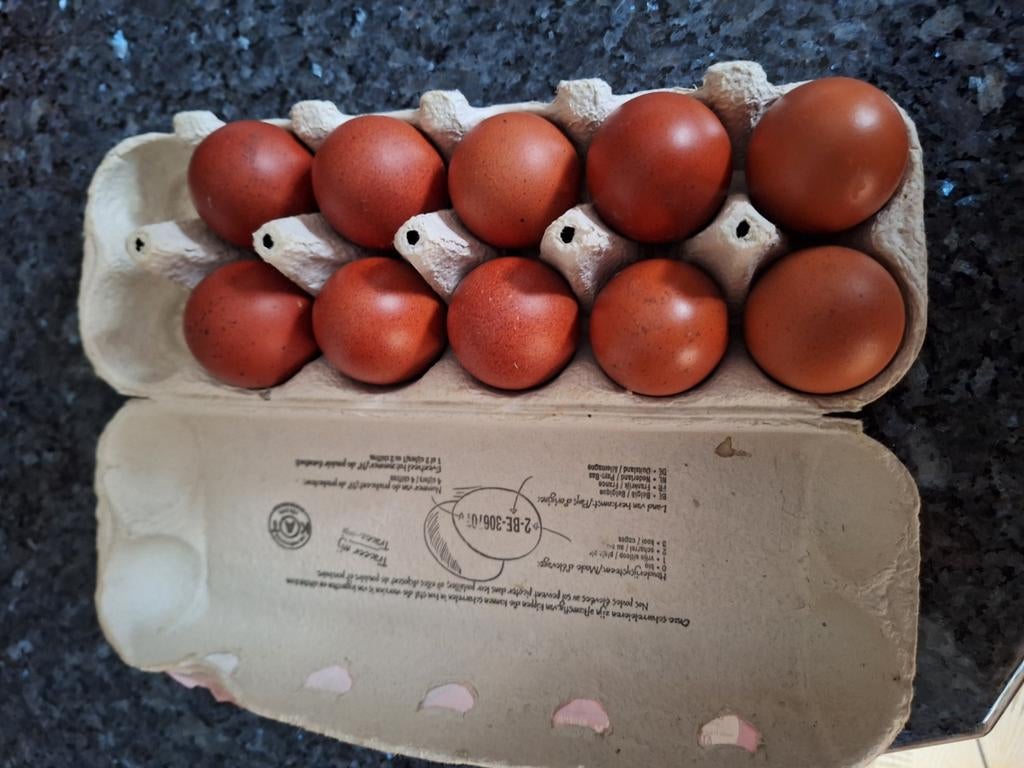 Broedeieren van marans zwart zilverhals
