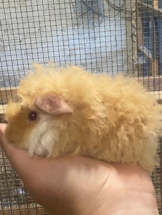Alpaca Beertje, Cavia, Mannelijk, Mei, Tam