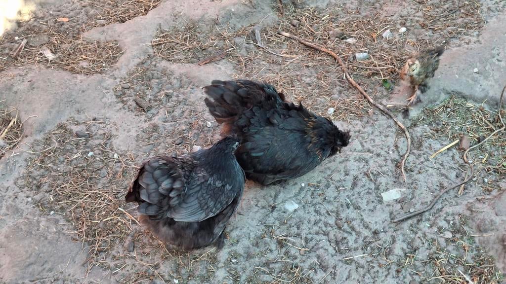 2 cochin kriel hennen. Geboren vorige zomer.