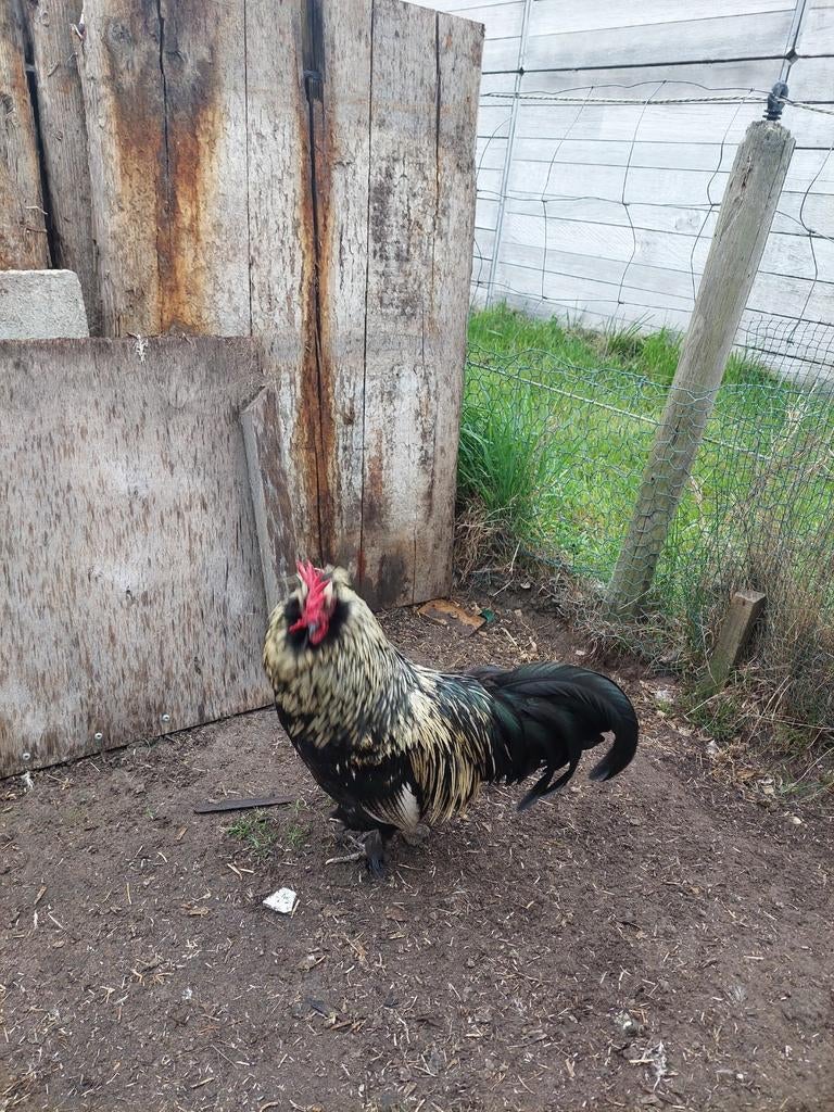 Rustige haan, Dieren en Toebehoren