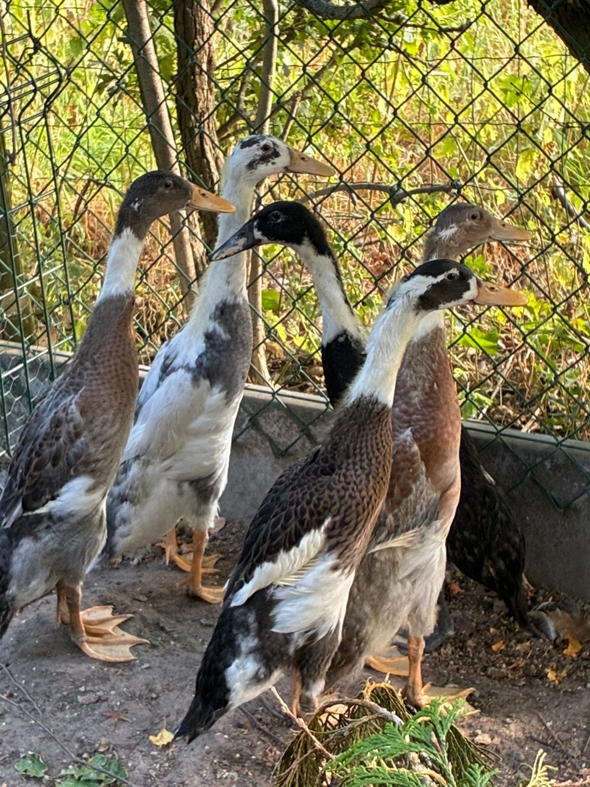 5 loopeendmannetjes, Animaux & Accessoires, Volatiles, Mâle, Canard