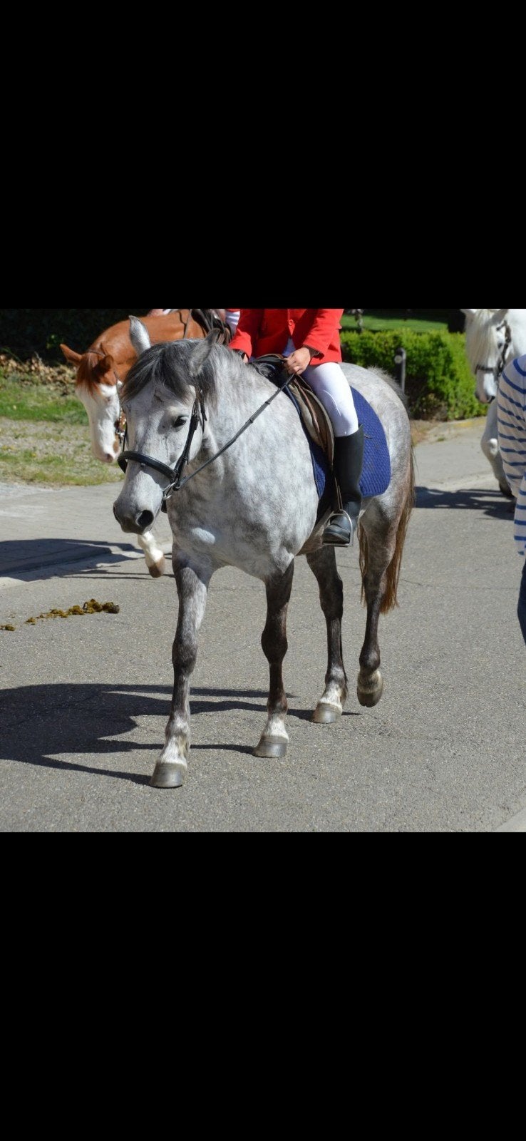 pony, Dieren en Toebehoren, Merrie