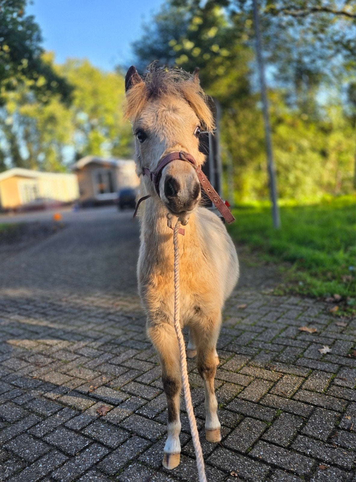 Prachtig valkbonte nmprs kruising hengstveulen!!💙, Dieren en Toebehoren, Hengst, A pony (tot 1.17m), Gechipt, 0 tot 2 jaar