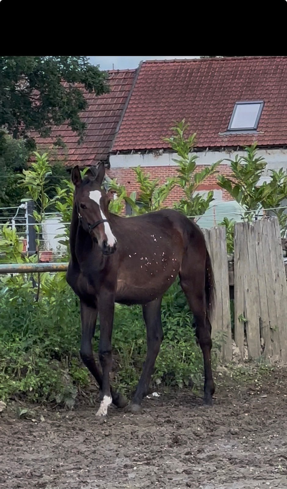 Deze lieverd is op zoek naar een nieuw huisje., Dieren en Toebehoren, Gechipt, Springpaard, 0 tot 2 jaar, Hengst