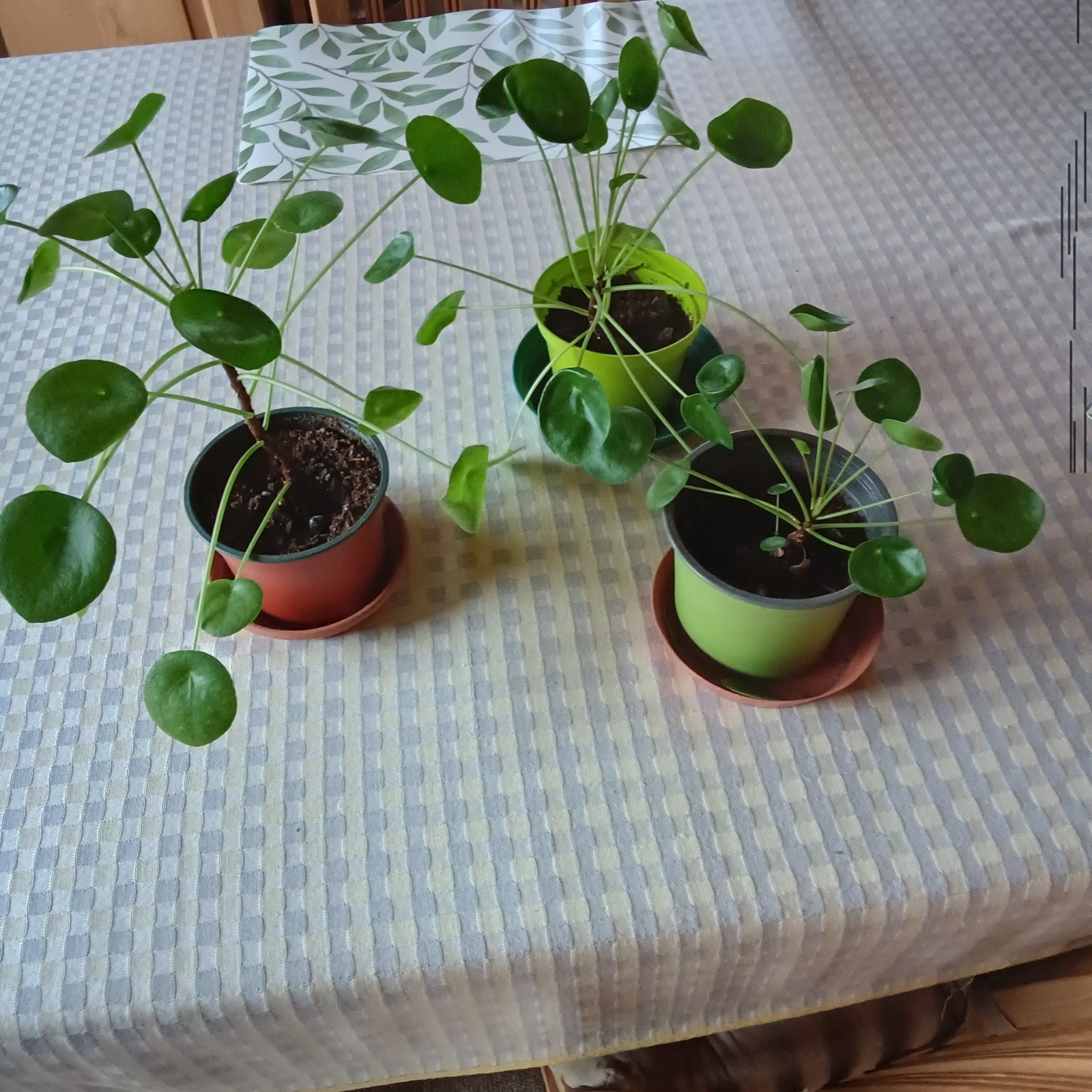 Pannenkoekenplant (Pilea), Mortsel, Huis en Inrichting, Ophalen