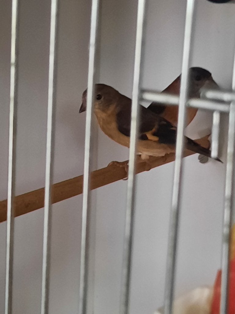 Kapoetsensijs, Dieren en Toebehoren, Vrouwelijk, Geringd