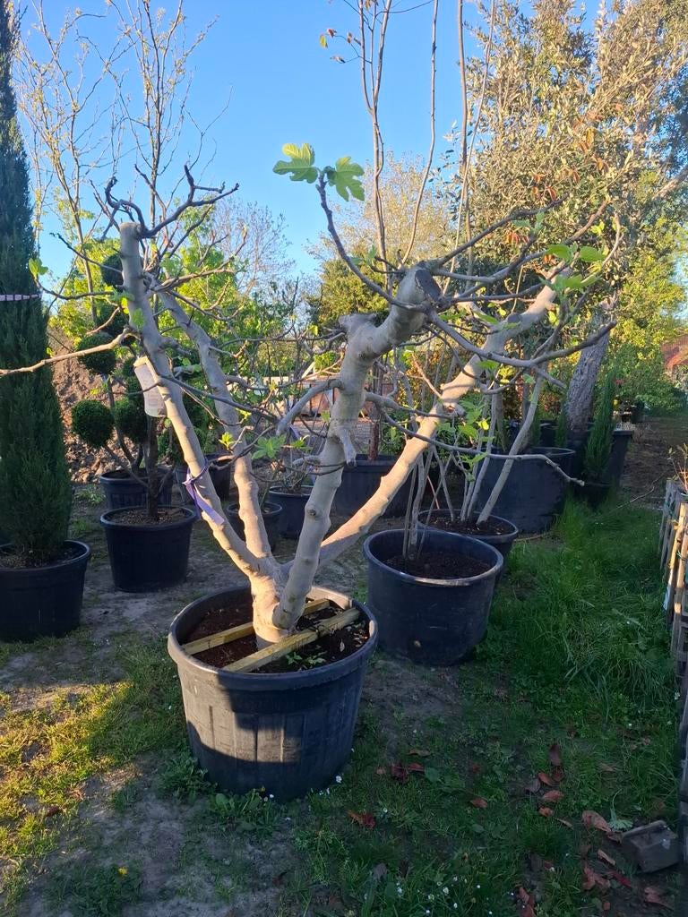 Vijgenboom, Tuin en Terras, Ophalen