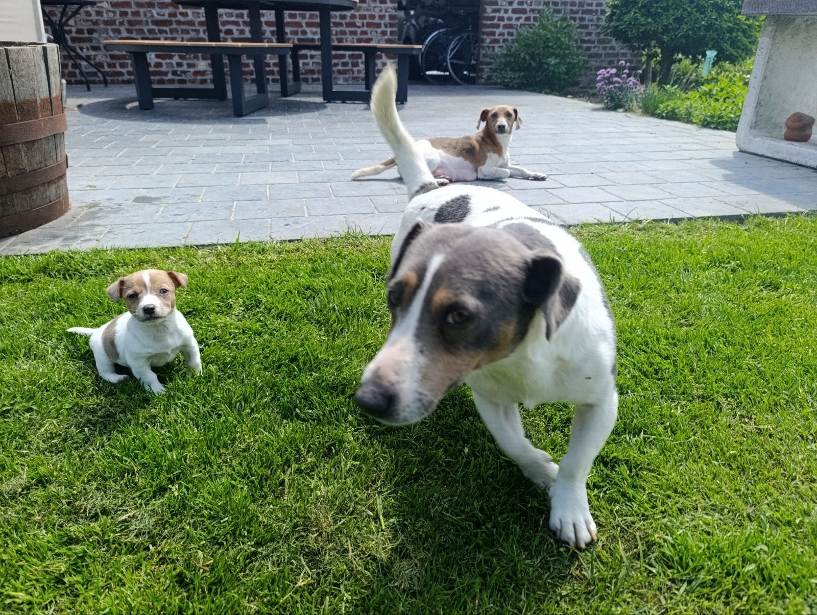 Mooi jack Russell teefje te koop, Animaux & Accessoires, Chiens | Jack Russell & Terriers, Parvovirose, Plusieurs, Jack Russel Terrier
