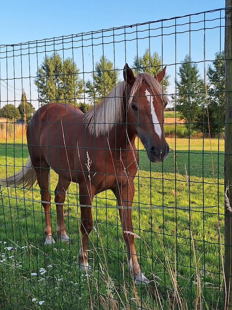 Welsh pony, Jument, Poney C (1.27 m à 1.37m), Vermifugé, 3 à 6 ans