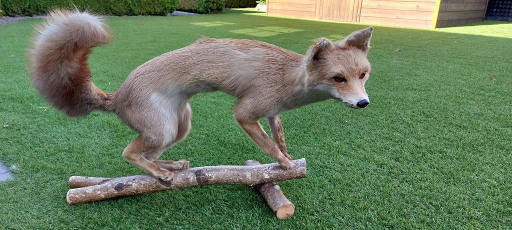 Prachtige opgezette vos op tak, Ophalen