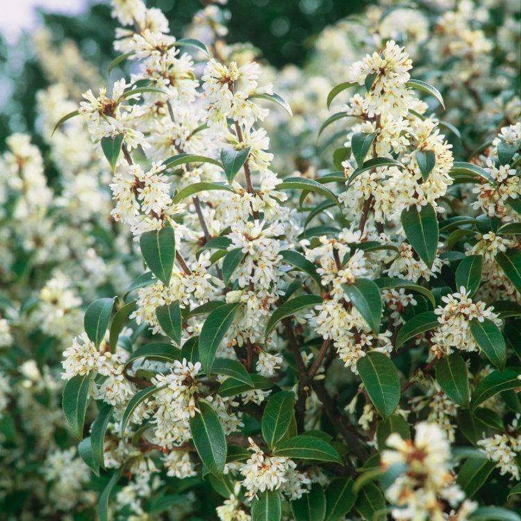 Magnifique Osmanthus Burkwoodii mature (15 ans), Autres espèces, Printemps, Plein soleil, Enlèvement