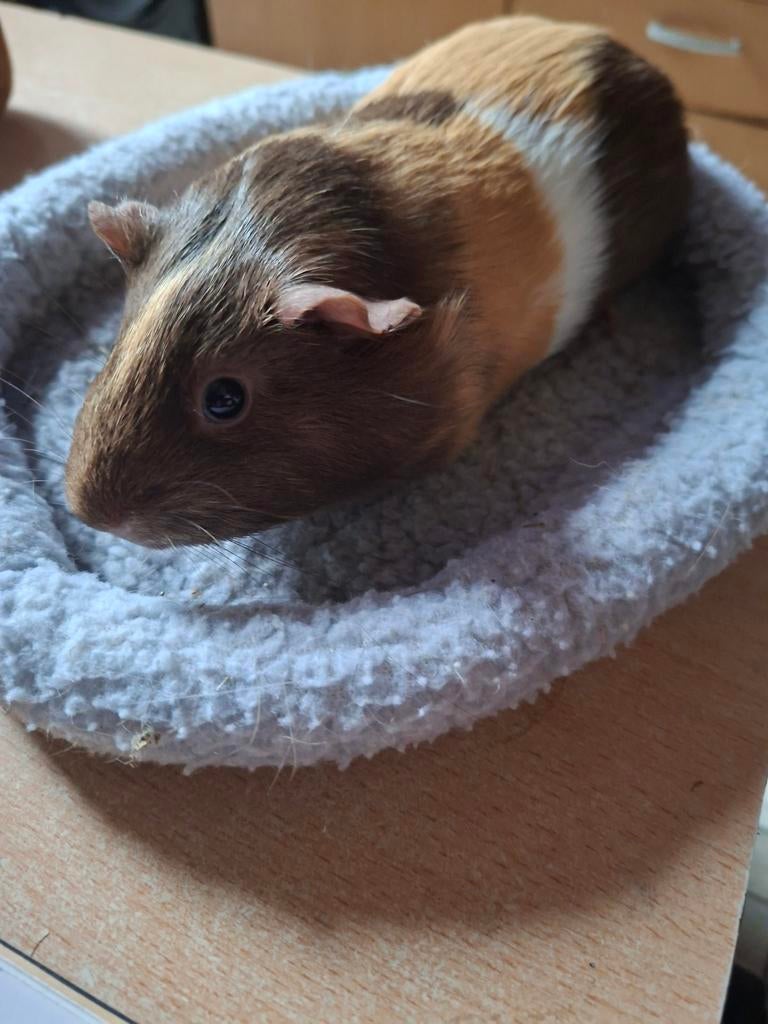 Zeugje te koop, Dieren en Toebehoren, September, Vrouwelijk, Cavia