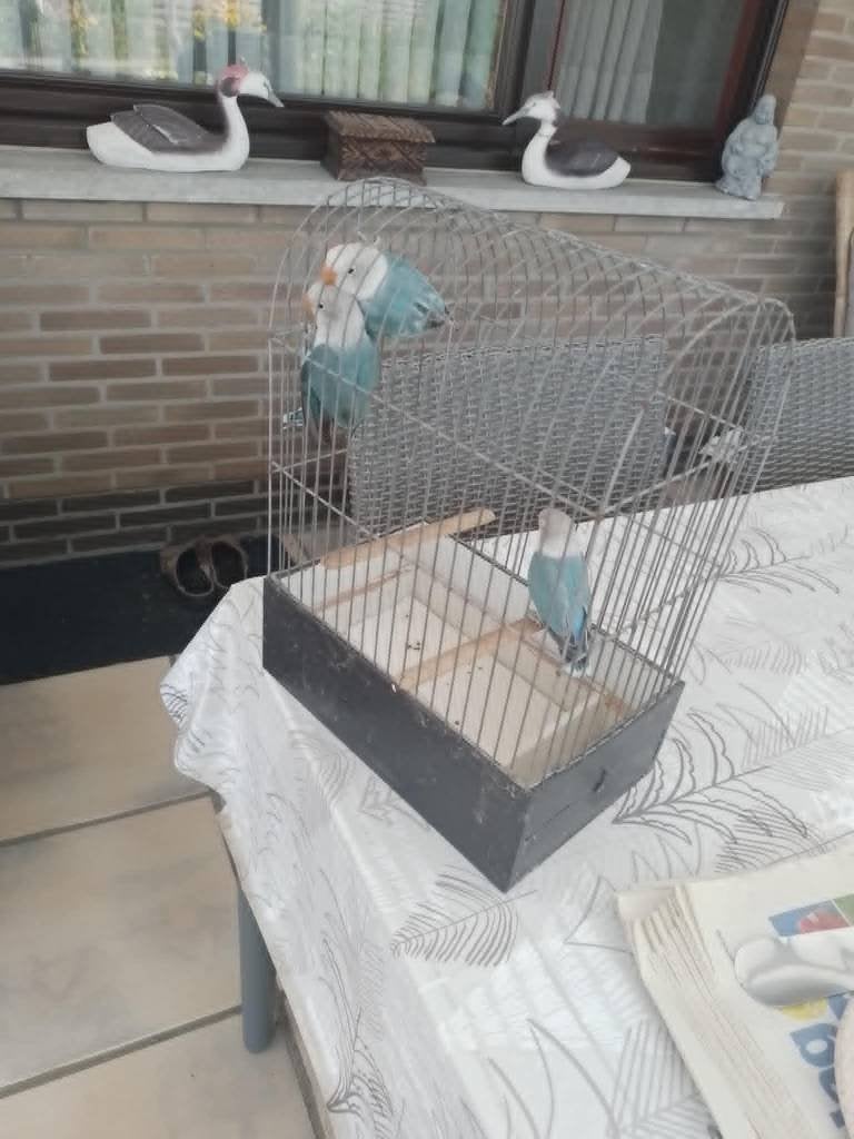 agapornis  fischeri, Plusieurs animaux