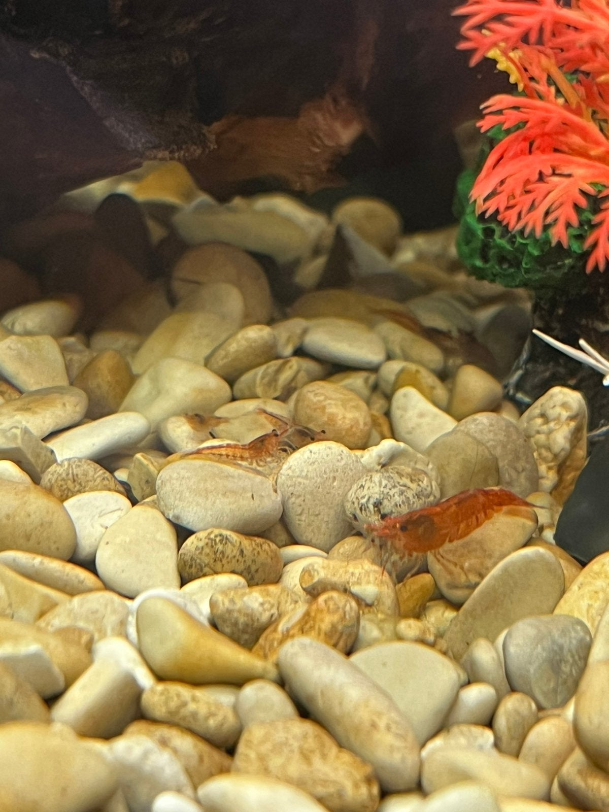 Fire Rilli garnalen, Dieren en Toebehoren, Vissen | Aquariumvissen, Kreeft, Krab of Garnaal