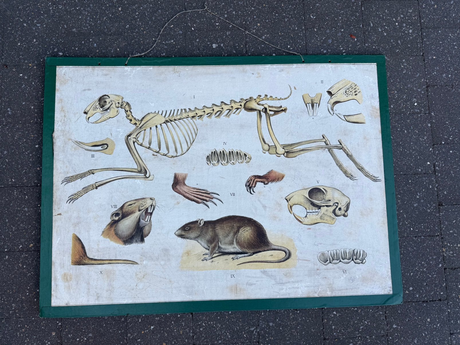 Oude schoolprent op hardkarton Knaagdieren dubbelzijdig, Antiek en Kunst, Antiek | Schoolplaten, Ophalen