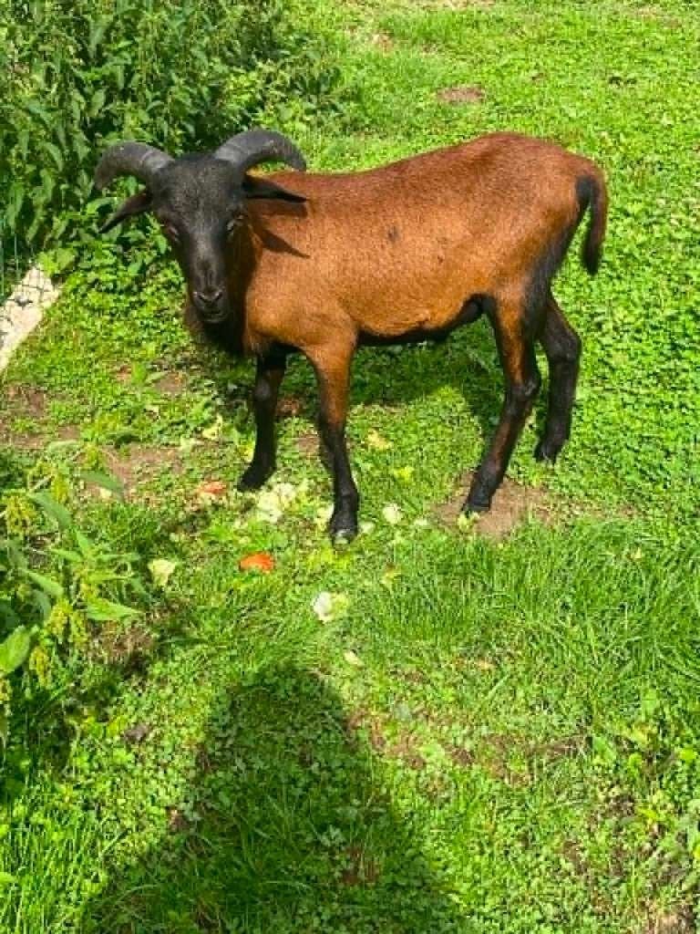 Kameroen schapen, Animaux & Accessoires, Moutons, Chèvres & Cochons, Mâle, Mouton