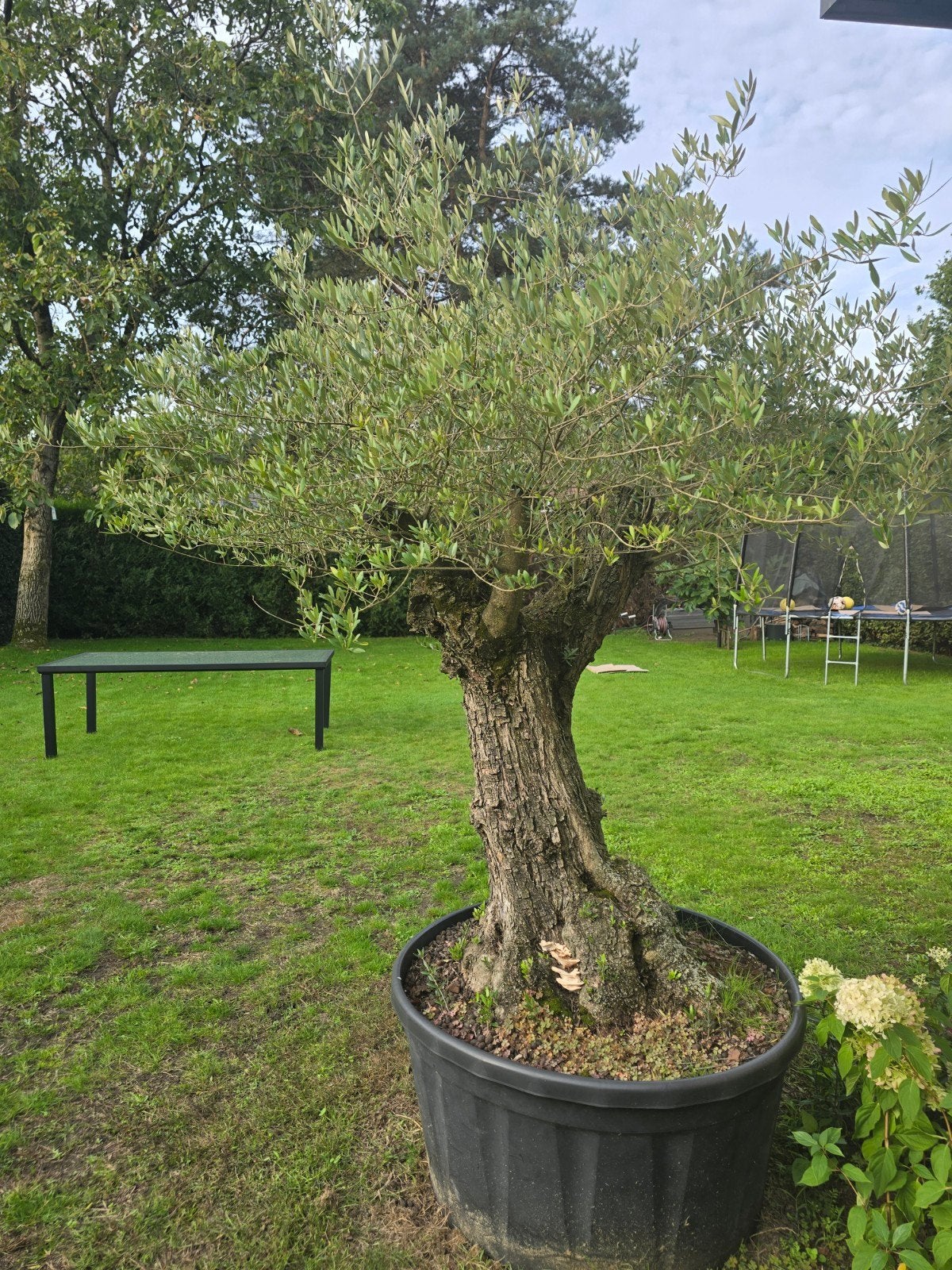 Olijfboom, Tuin en Terras, Ophalen, Olijfboom