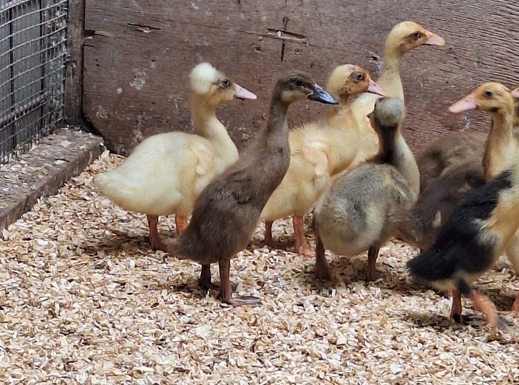Loopeenden kuikens  en kuifeenden kuikens, Dieren en Toebehoren, Pluimvee, Meerdere dieren, Eend