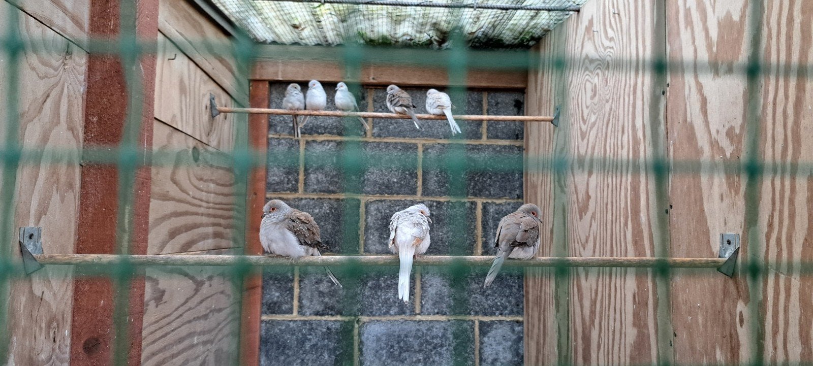 colombes diamantées, Animaux & Accessoires