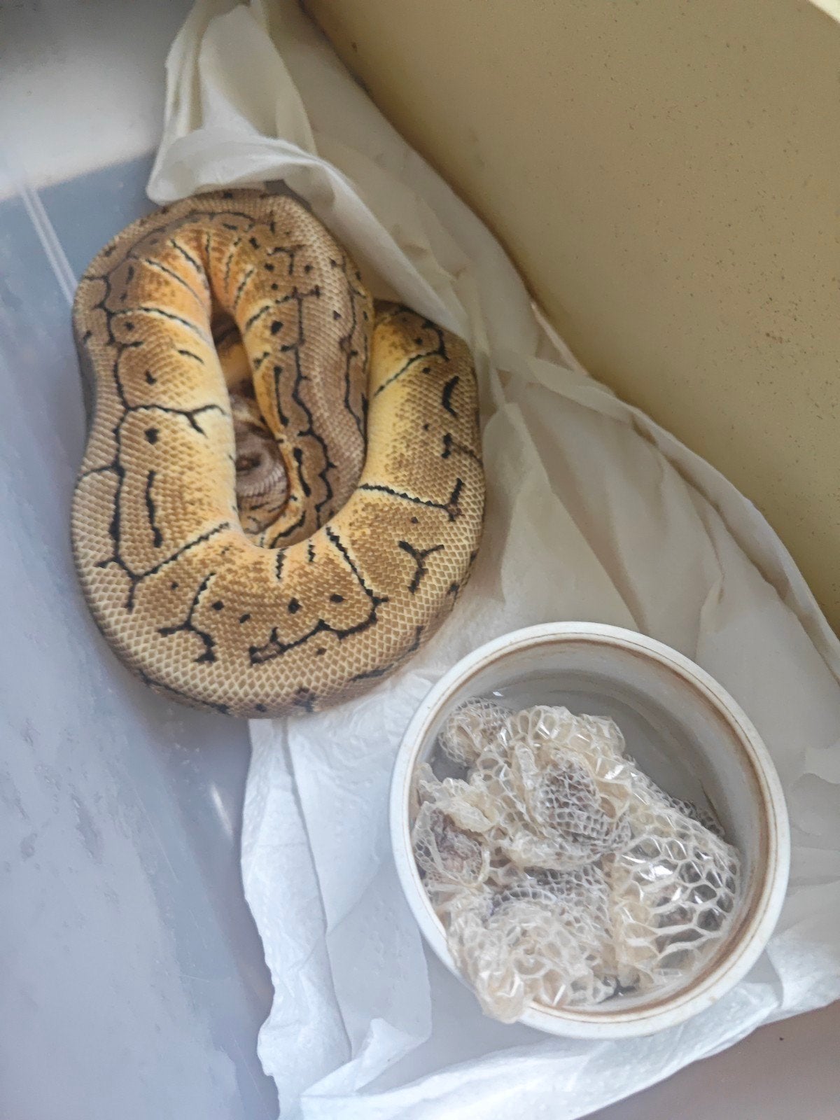 Pythons Regius Ball Python photo 6
