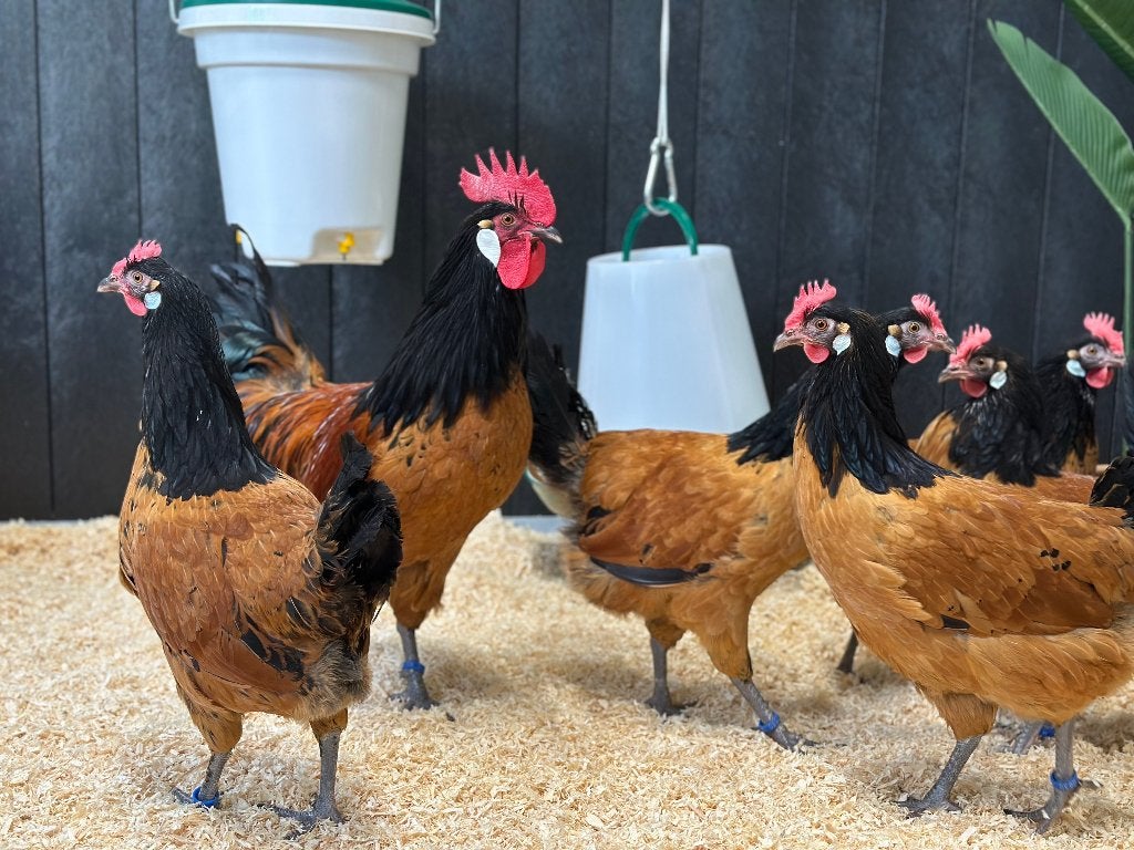 Jonge tamme Vorwerk kippen gesekst en ingeënt, Dieren en Toebehoren, Vrouwelijk, Kip