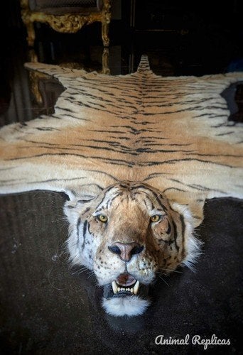 gezocht Afrikaanse taxidermie, Ophalen of Verzenden