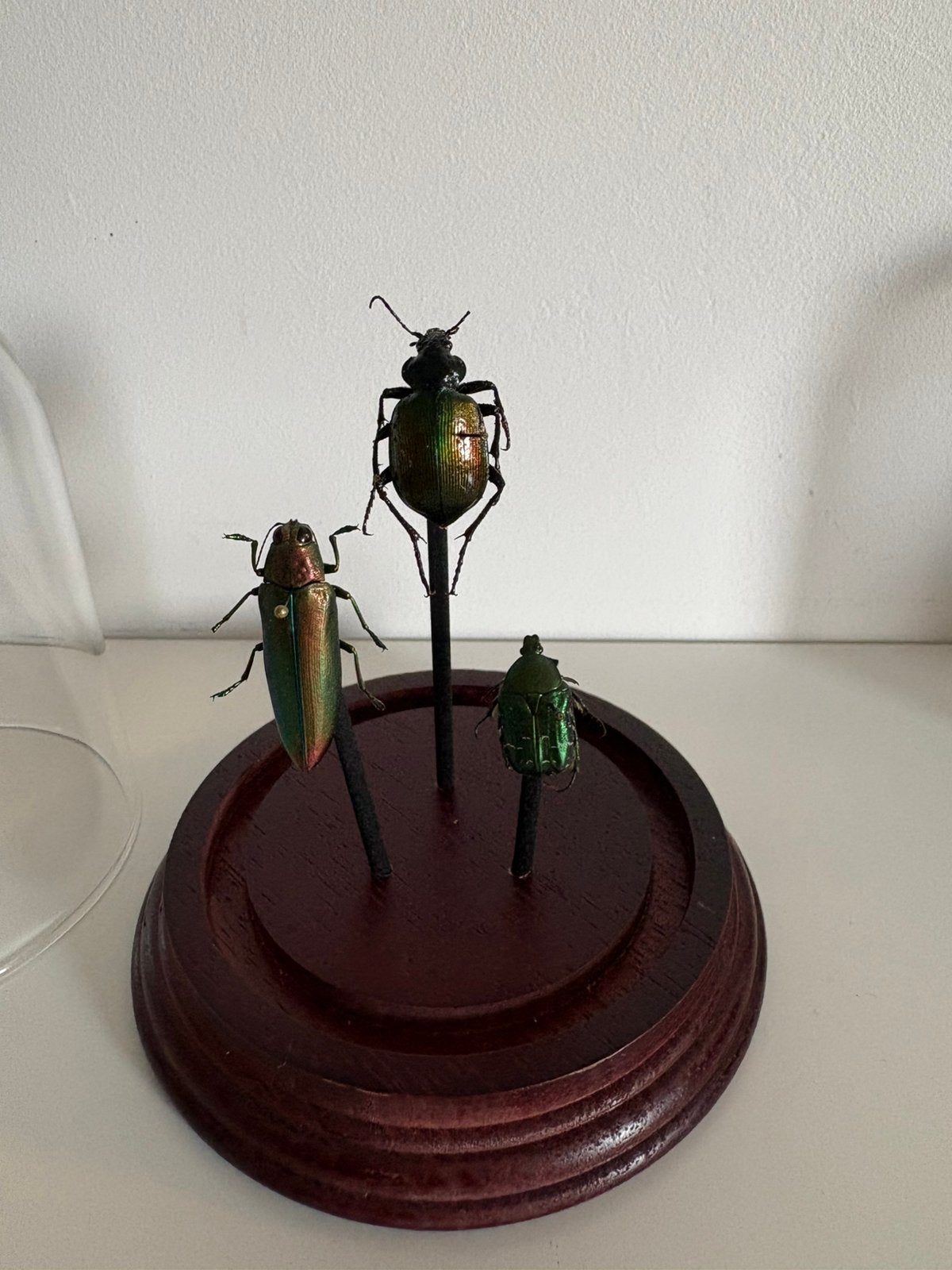 Cabine de curiosité, Enlèvement, Comme neuf, Insecte, Animal empaillé