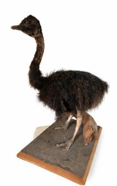 opgezette struisvogel jong taxidermie, Verzamelen, Ophalen of Verzenden, Zo goed als nieuw, Vogel, Opgezet dier