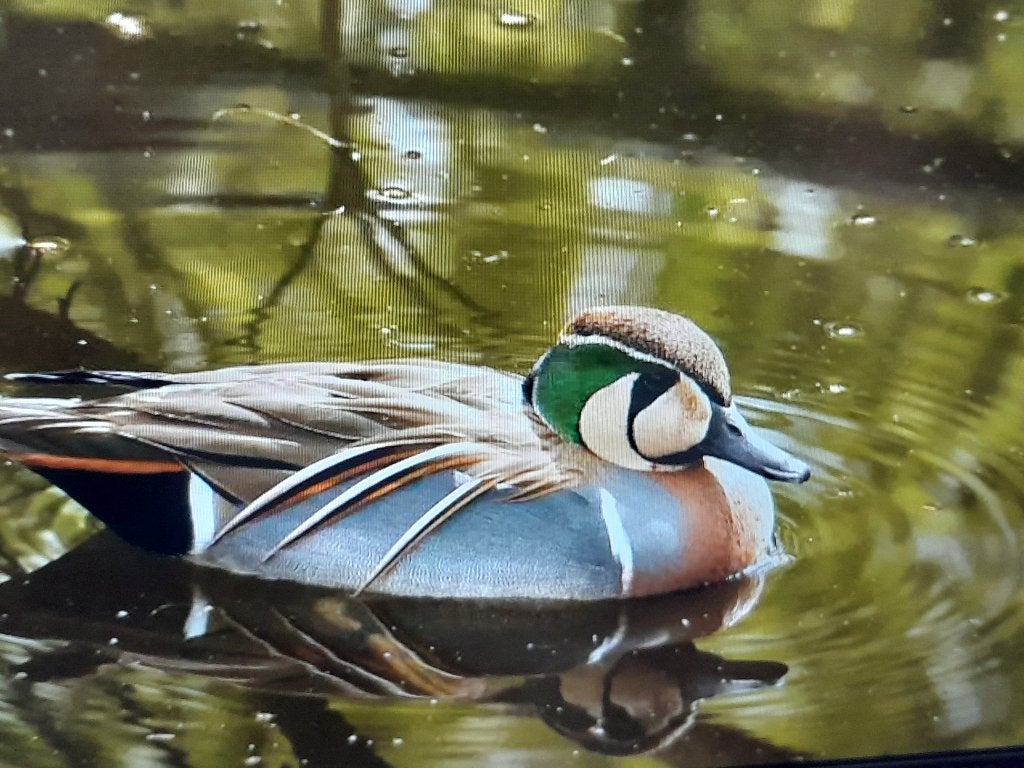 Verschillende soorten siereenden, Canard