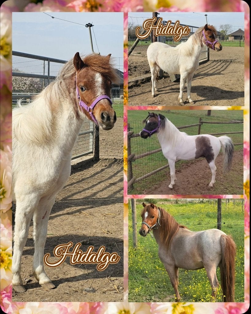 Mini paard hengstje van 2025, Met stamboom, 0 tot 2 jaar, Hengst, A pony (tot 1.17m)