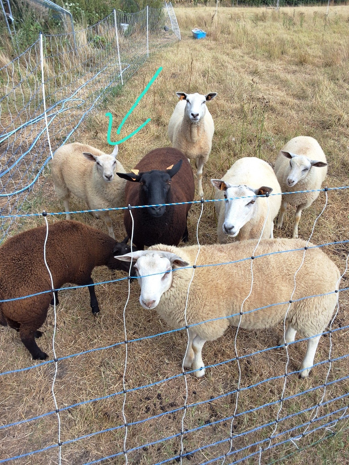 wit ooilam 5 maand oud, Vrouwelijk, Schaap, 0 tot 2 jaar