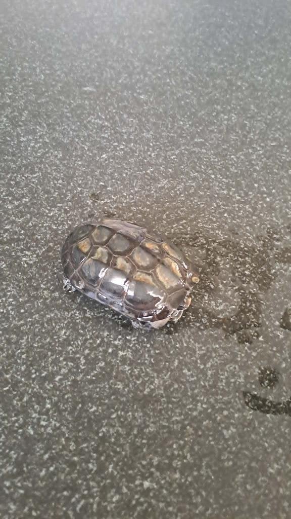 3 Chinese driekielwaterschildpad, Dieren en Toebehoren, Schildpad, Met terrarium, 3 tot 6 jaar