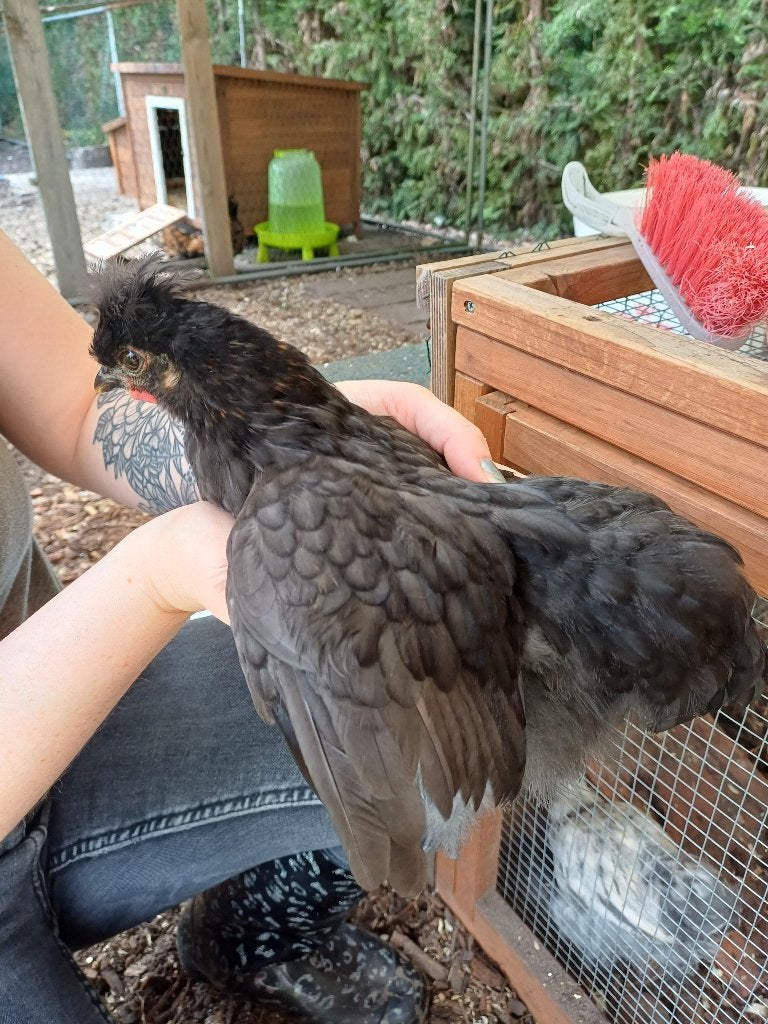 Gratis haantje, Dieren en Toebehoren, Mannelijk, Kip